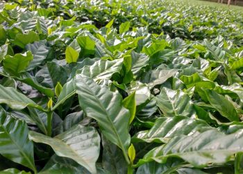 Extensionistas e pesquisadores do Incaper são indicados como destaque na cafeicultura nacional