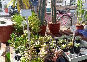 Casa Flores segue, neste sábado, com Feira de orquídeas, samambaias e suculentas
