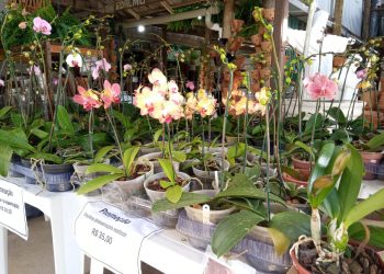 Casa Flores segue, neste sábado, com Feira de orquídeas, samambaias e suculentas