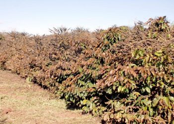 Covid-19: Ministério da Saúde libera R$ 1,2 bilhão para leitos de UTI