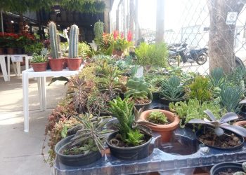 Feira de Plantas e Suculentas até este sábado na Casa Flores
