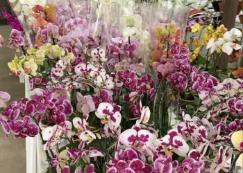 Participe da última Feira de Cactos e Suculentas na Casa Flores de 2021