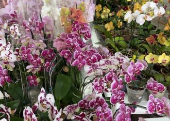 Participe da última Feira de Cactos e Suculentas na Casa Flores de 2021