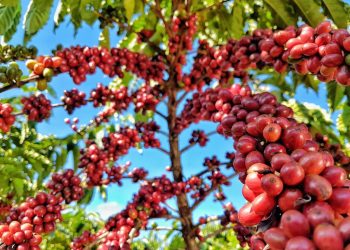 ‘Coffee of the Year 2021’: cafés do ES vencem prêmio de melhor do Brasil
