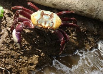 Detran|ES alerta para retomada do prazo para obter CNH