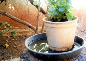 Feriado de Carnaval: confira o que funciona na área da saúde