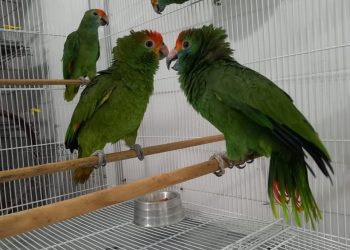 Aves ameaçadas de extinção resgatadas no Espírito Santo serão enviadas para reabilitação em São Paulo