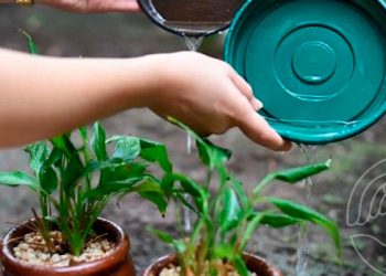 Jaguaré chega a 47 casos confirmados de dengue