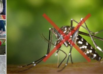 Sesa alerta para a importância do combate à dengue