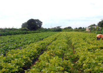 Seguro rural registra 217 mil apólices contratadas em 2021