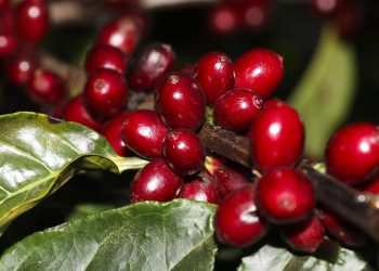 Safra de café 2022 pode chegar a 53,4 milhões de sacas