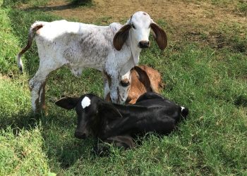 Vacinação contra a febre aftosa no Espírito Santo termina na próxima terça-feira (31)