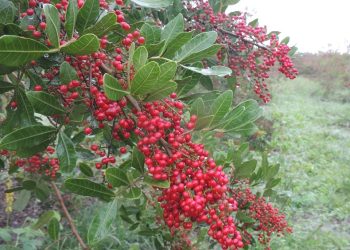 Mais de 200 mil adolescentes estão aptos à dose de reforço no Espírito Santo