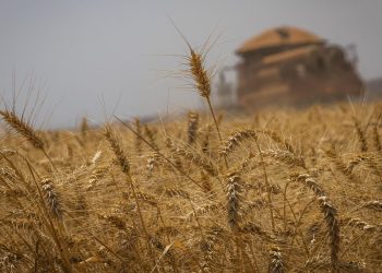 Brasil terá autossuficiência na produção de trigo, diz presidente