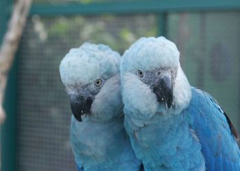 Depois de mais de 20 anos, ararinha-azul volta aos céus da caatinga