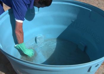 Ações simples podem ser aliadas no combate às arboviroses