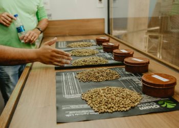 Amostras de café passam por avaliação no 1º Concurso do Café Conilon de Jaguaré