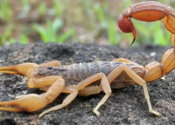 Prefeitura alerta para aumento do número de casos de acidentes com escorpião