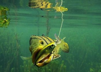 Jaguaré realiza 1º Torneio de Pesca Esportiva, neste domingo