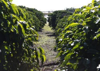 IBGE: desemprego recua para 8,1% no trimestre encerrado em novembro