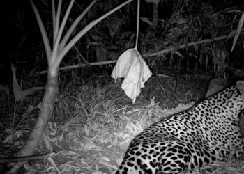 Imagens de onça-pintada são registradas no Monast