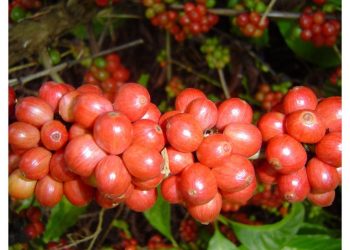 Lula: ‘os ignorantes precisam saber que cultura não é gasto’