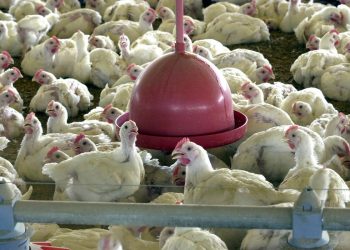 Japão retira suspensão de compra de carne de aves do Espírito Santo