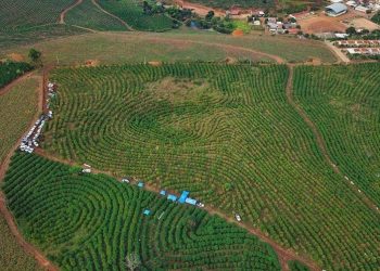 Japão retira suspensão de compra de carne de aves do Espírito Santo