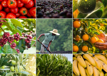 Produção agrícola capixaba cresce 5,39% em 2022