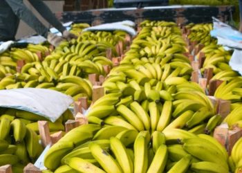 STF inicia nesta sexta julgamento pela liberação do aborto