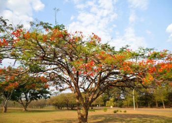 Primavera começa às 3h50 deste sábado