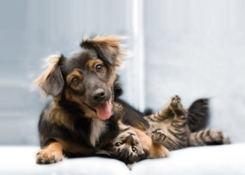 VERÃO 2024:  como adequar a nutrição e o manejo de gatos e cães