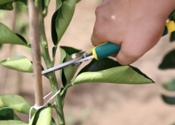 BC alerta sobre aumento de golpes no Sistema de Valores a Receber