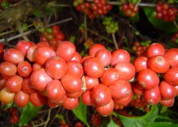 Vasco vira sobre Botafogo e entra no G4 do Cariocão