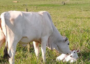 Atualização cadastral de rebanhos começa nesta quarta-feira (1º)