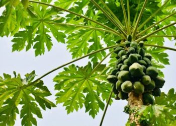 Governo Federal suspende dívida do RS com a União por três anos