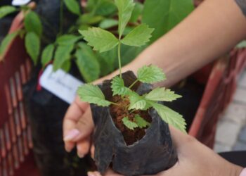 Jaguaré prepara Semana do Meio Ambiente com várias atividades