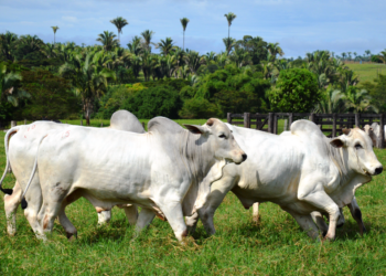 Calamidade gaúcha: 73 cidades tiveram pelo menos 10% da área atingida