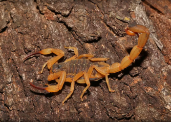 PF indicia ministro das Comunicações, Juscelino Filho