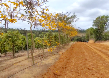 Servidores federais ambientais iniciam greve