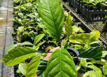 Pesquisa do Incaper melhora qualidade de mudas de café conilon