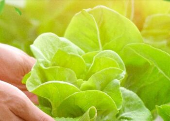 Espírito Santo é premiado na II Mostra de Experiências de Alimentação e Nutrição no SUAS