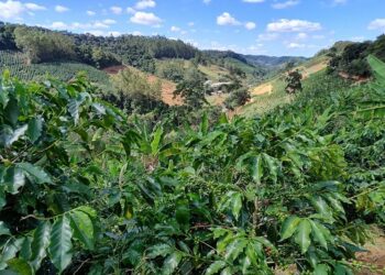 Poluição do ar em Brasília cresceu 350 vezes durante este ano