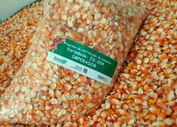 Agricultores capixabas recebem sementes para plantio de milho crioulo