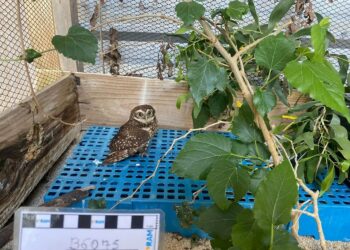 Sisu 2025: inscrições começarão em 17 de janeiro