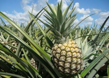 Citando possível fuga, Moraes nega devolver passaporte de Bolsonaro