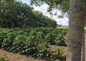 Moradores de Cachoeiro de Itapemirim, São Mateus e Vitória levam R$ 120 mil no Nota Premiada Capixaba