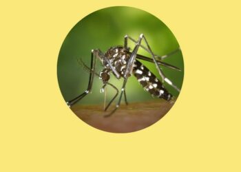 Espírito Santo registra caso de dengue tipo 3