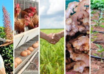 Espírito Santo continua sendo o único estado com crescimento em crédito rural no ano-safra 2024/2025