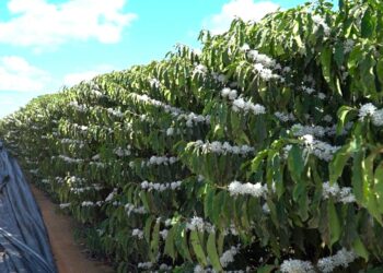 Destaque na produção de café conilon, Jaguaré investe na qualidade do produto